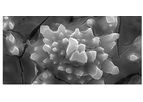 De-Nora - Cathodes for Hydrogen Evolution in Alkaline Water Electrolysis