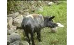 Obsolete Pesticides: the Side of the World we do not Know AB - Video