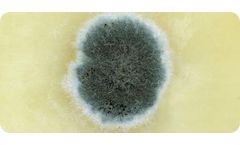 Solutions for Mold Prevention and Remediation