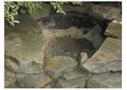 Pondpro - Pond Sealant for EPDM, Vinyl and PVC Liners
