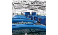 Hishing - RAS Fry Culture System