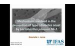 Mechanisms involved in the prevention of type I diabetes onset by Lactobacillus johnsonii N6.2- Video