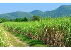 Sugar Development