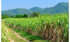 Sugar Development