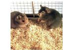 American-Excelsior - Model Aspen - Small Animal Bed
