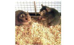 American-Excelsior - Model Aspen - Small Animal Bed