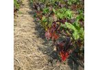 Dynaweed - Pre-emerge Herbicide / Natural Fertilizer