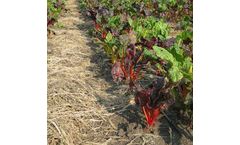 Dynaweed - Pre-emerge Herbicide / Natural Fertilizer