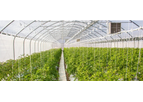STC - Model Armorex - Natural Nematicide, Fungicide, Insecticide, Miticide