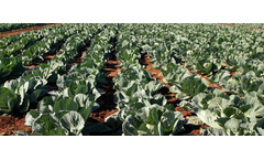 STC - Model Entomix - Beneficial Fungi Blend