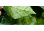 STC - Model BioTame - Non-Petroleum Horticultural Oil