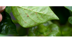 STC - Model BioTame - Non-Petroleum Horticultural Oil