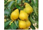 Fungastop - Broad Spectrum Fungicide
