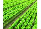 Sea Green - Bio Stimulant with Macro & Micro Nutrients