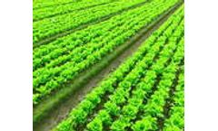 Sea Green - Bio Stimulant with Macro & Micro Nutrients