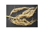 Rhize-up Soy - Bacterial Bioinoculant