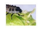 Andermatt - Adalia Bipunctata