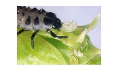Andermatt - Adalia Bipunctata