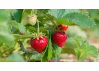 Andermatt RhizoVital - Model C5 - Stimulates Root Growth and Mobilizes Nutrients