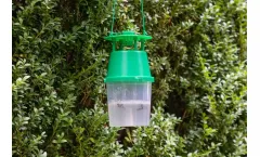 Andermatt - Box Tree Moth Trap