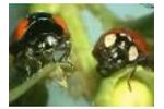Adalia Bipunctata Video