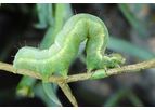 Loopex - Insecticidal Virus