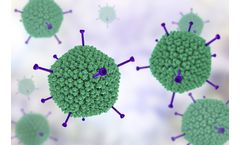 Adenovirus - Model Type 11 Particles, Wild-Type - Highly Purified Human Adenovirus