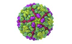 Native - Model VLP - Chikungunya Virus