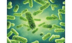 Native - Model FHA - Bordetella Pertussis