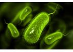 BacTag - Gram-Negative Bacterial Label