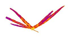 Plant Research Infrared Thermal Imaging Camera