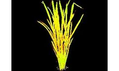 Fluorescence Imaging Camera