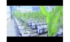 WIWAM Conveyor Video