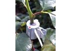 Model SF-4P & SF-5P - Sap Flow sensors