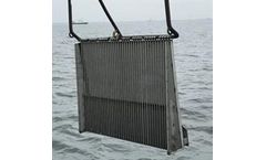 Atlantic Oyster Drill Collector