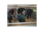 CPD For Vets