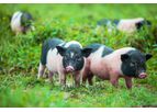 Cytozyme - Pet Nutritional Supplements