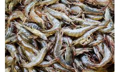 Cytozyme - Naturally Derived Feed Additives