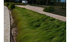 Semillas Fitó - Model Ermelo - Eragrostis Curvula