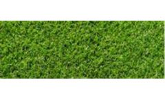 Semillas Greenland - Model PPG-PR-196 - English Raygrass