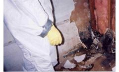 Mould / Fungi service