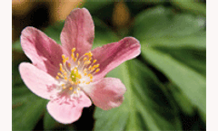 Progress towards the European 2010 biodiversity target