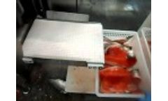 FR 3500 trout - Video