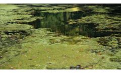 Quantifying the effect of algal blooms on the Australian water industry