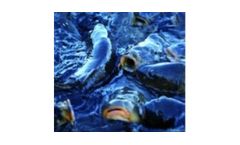 Ultraviolet disinfection systems for the aquaculture industry