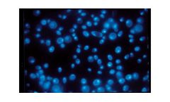 Cytiva Whatman - Cyclopore PC Polycarbonate Black Membrane Filter