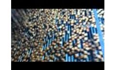 Walnut Sorting at the Huller, WECO Sorting and Automation Video
