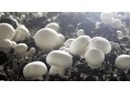 Mushroom Casing Soil