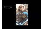 GrapeSort - Optical Sorter Video