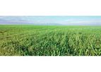 TERACTIV - Direct Application Phosphate Enriched Fertilizer
